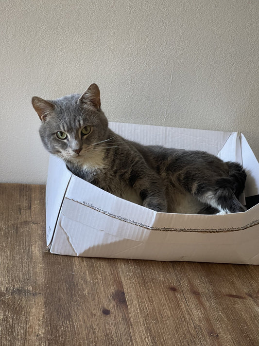 Cat Sitter vs Cattery — What’s Best for Your Cat?