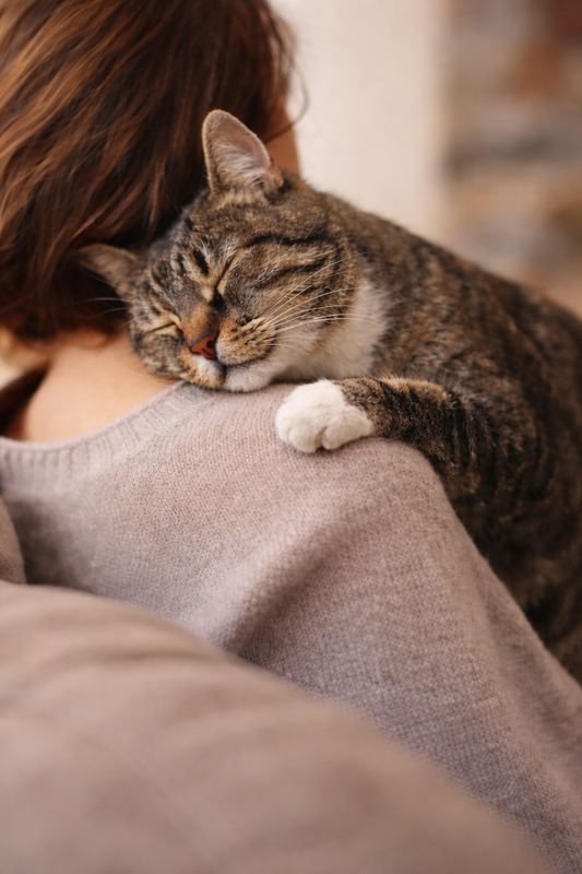 tabby cat nested in cat sitter shoulder